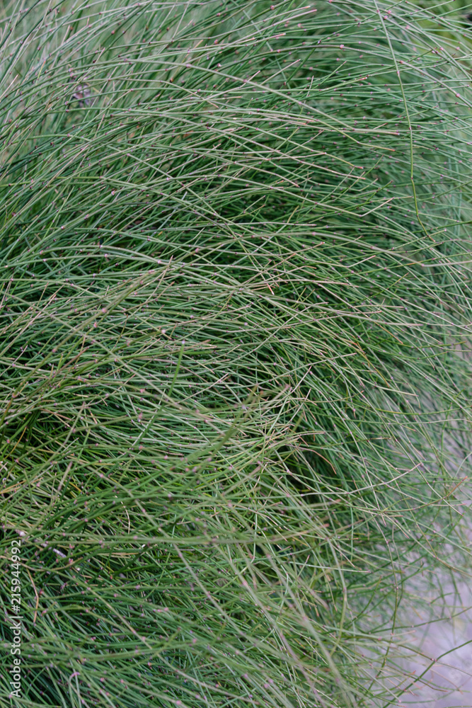 fragile plant, ephedra equisetina from china fragile plant, ephedra equisetina from china