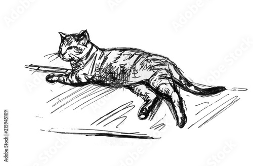 Lying cat sketch. Line drawing