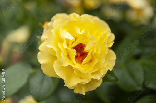 Yellow rose with leaves in the garden