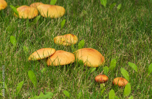 mushrooms boletus on the edge of the forest on a summer day