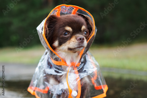 portrait of a chihuahua dog in a rain coat hood outdoors