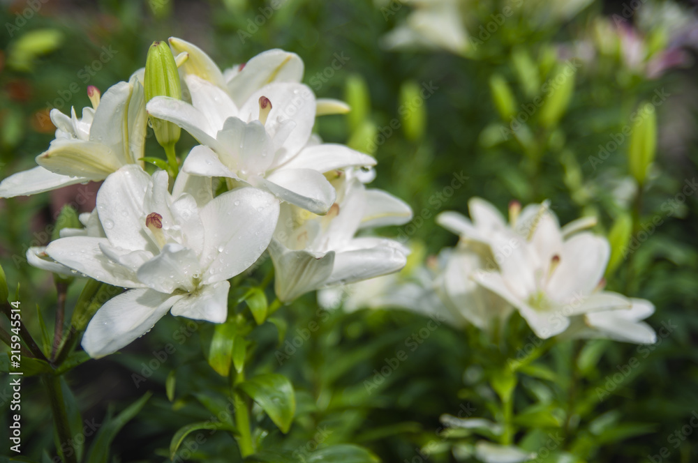Closeup of White lillies with leaves in the garden Closeup of White lillies with leaves in the garden