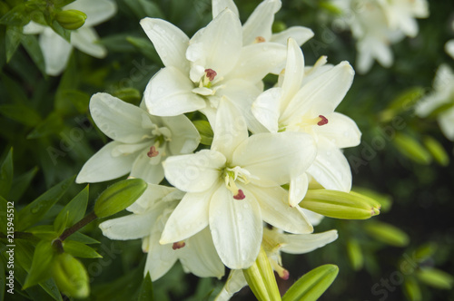 Closeup of White lillies with leaves in the garden