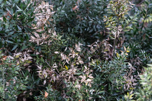 mouse thorn evergreen shrub, ruscus hypoglossum liliaceae photo