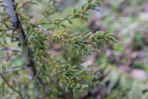 patagonian cypress, Fitzroya cupressoides photo