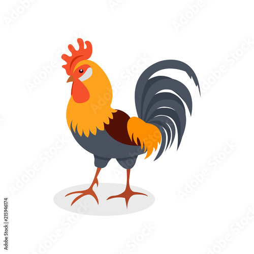Colorful rooster, poultry farming vector Illustration on a white background
