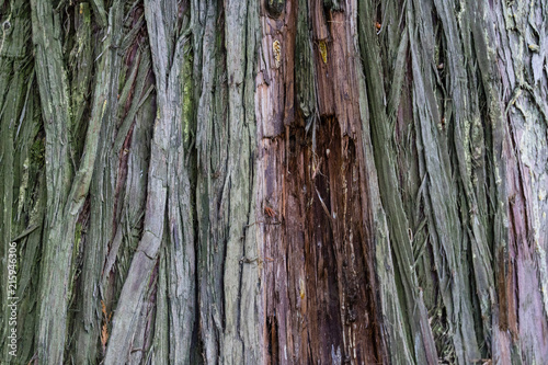 Thuja bark texture, tree trunk close up photo