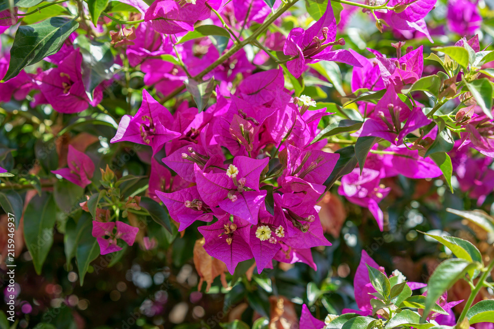 Bougainvillea spectabilis glabra purple plant Bougainvillea spectabilis glabra purple plant