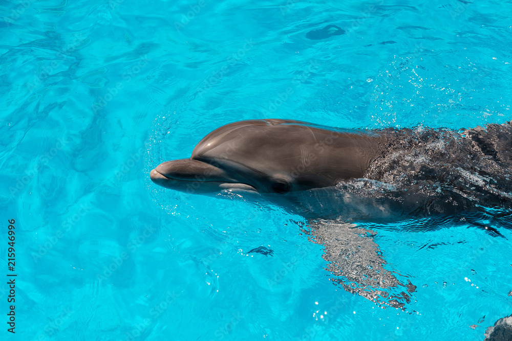 bottlenose dolphin swimming in blue water. Dolphin Assisted Therapy