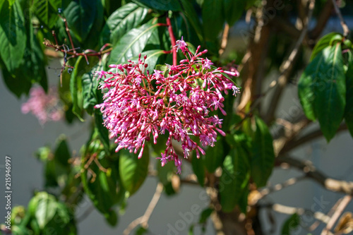 Close up view of pink Fuchsia arborescens solanaceae photo