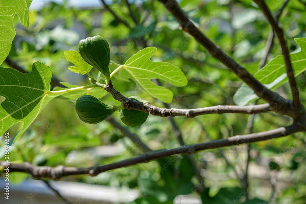 ripe fruit on fig tree, ficus carica moraceae