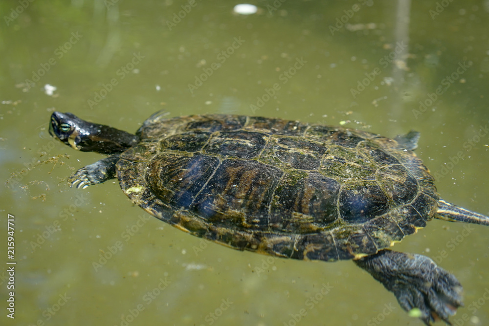 single small turtle with black shell swimming in pond single small turtle with black shell swimming in pond