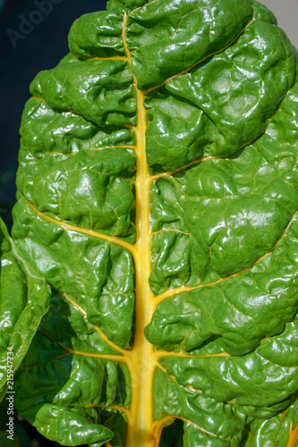 The leaf of salad close up outdoor in garden