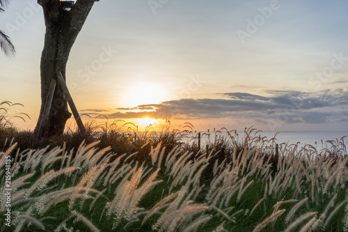 perfect sunset with grass in wind and ocean water view