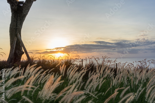 perfect sunset with grass in wind and ocean water view