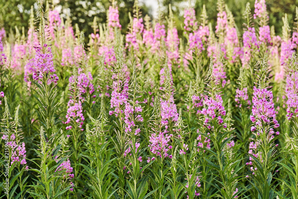 Fireweed in russian village