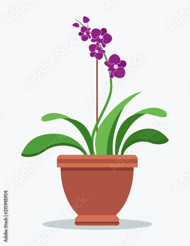 Fototapeta Naklejka Na Ścianę i Meble -  Oriental Purple Orchid Indoor Plant in Clay Pot