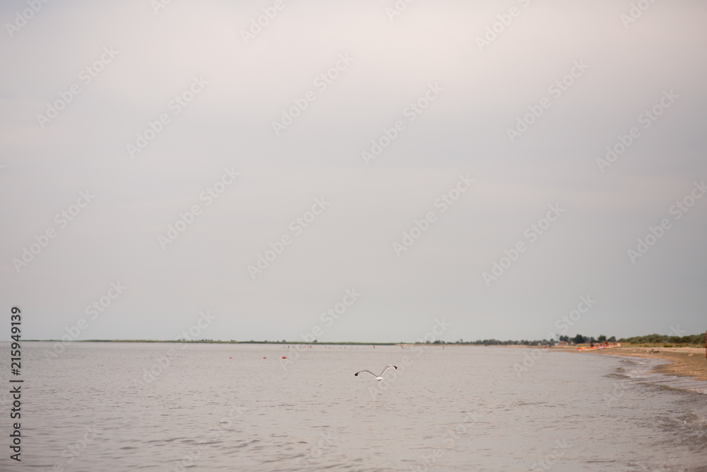 Seagull on the sea of Azov