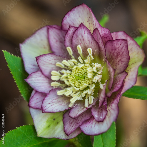 Helleborus Double Ellen