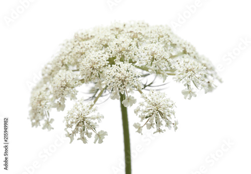 wild carrot flowers isolated