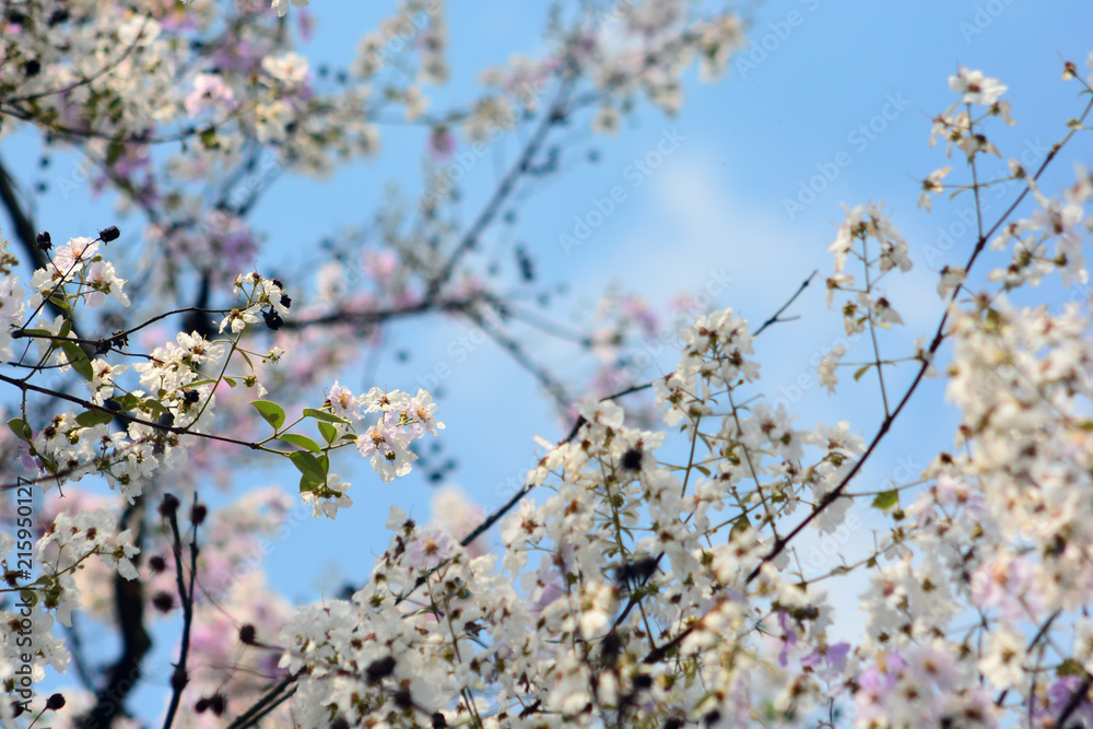 Pink Trumpet Tree,Tabebuia rosea,Cherry blossom or sakura flower like beside the road in Saraburi, Thailand Pink Trumpet Tree,Tabebuia rosea,Cherry blossom or sakura flower like beside the road in Saraburi, Thailand
