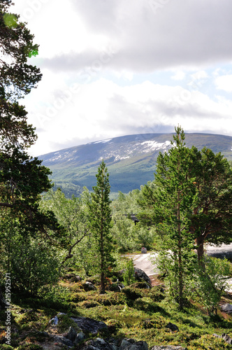 Saltfjellet photo