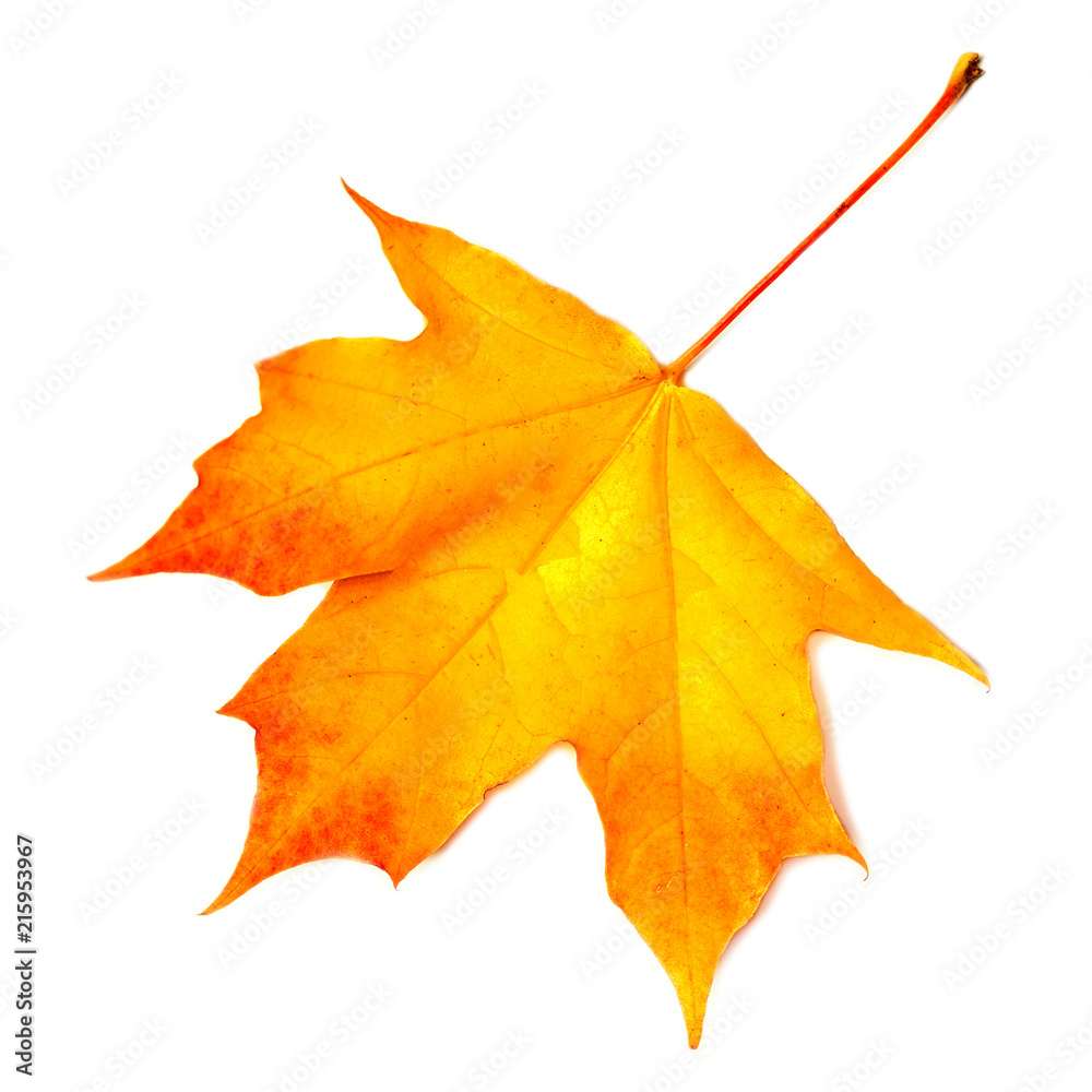 Obraz premium Autumn leaf. Yellow Autumn maple leaf isolated on a white background, close up. .