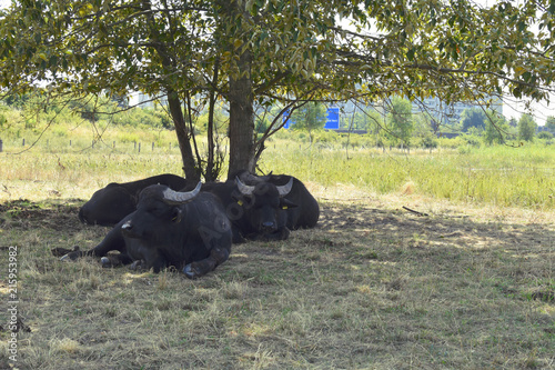 Resting water buffaloes (Bubalus bubalis) in front of industrialized buildings and a highway near the Berlin Wall Trail on the former border between West Berlin and East Berlin photo