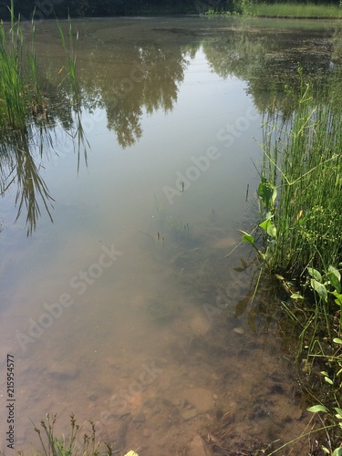 Forest lake landscape