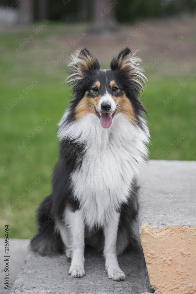cute sheltie is sitting on the stairs