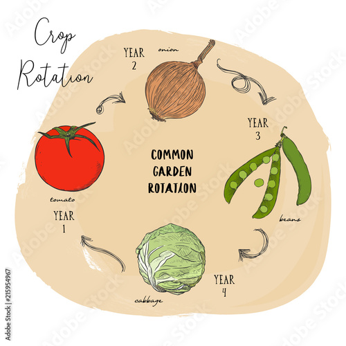 Hand draw sketch vector crop rotation series.