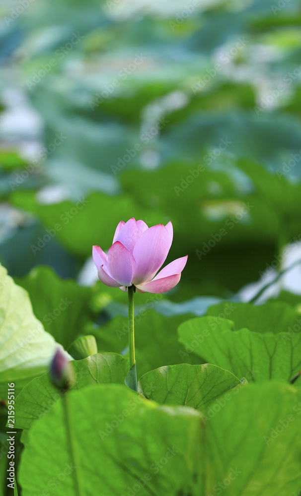 The lotus blooms in the river The lotus blooms in the river