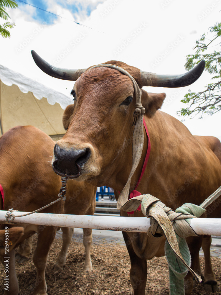 Tenerife, Spain - June 01, 2018. Exhibition of domestic animals at the festival of the Canary Islands. Red cow with large horns. Tenerife, Spain - June 01, 2018. Exhibition of domestic animals at the festival of the Canary Islands. Red cow with large horns.