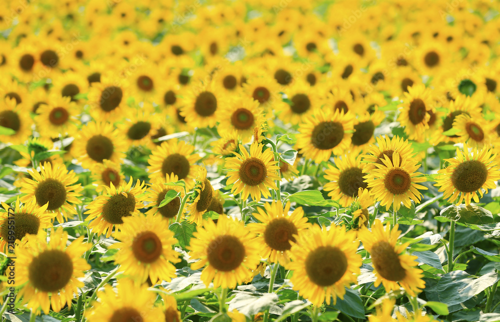 Fototapeta premium A sunflower in full bloom, outside