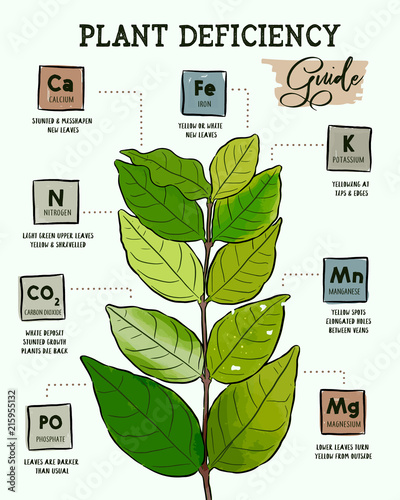 Plant Deficiency Guide - Planting issues