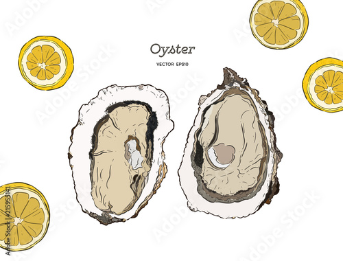 fresh oysters, luxury seafood. Vector illustration of oysters