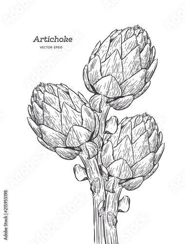 vector set of engraving illustration green vegetables artichoke on white background