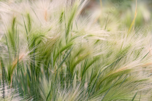 Close-up of a beautiful feather grass with a blur of green grass as a background. Relaxing cold abstract concept of nature.