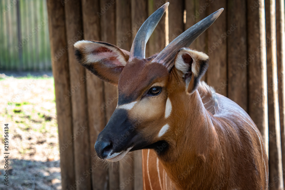 Bongo antelope (Boocercus euryceros isaaci) Bongo antelope (Boocercus euryceros isaaci)