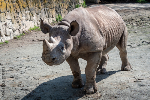 Rhinoceros (Diceros bicornis) with large horns