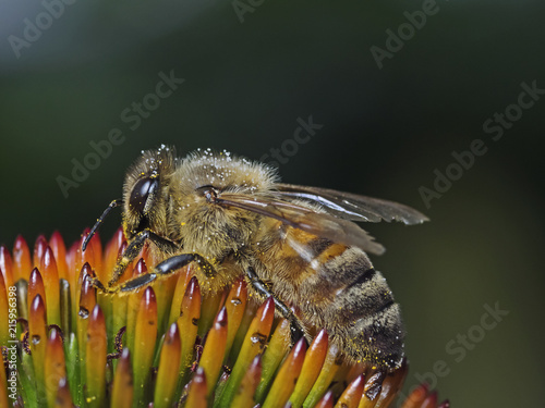Honey bee, Honigbiene (Apis mellifica) photo