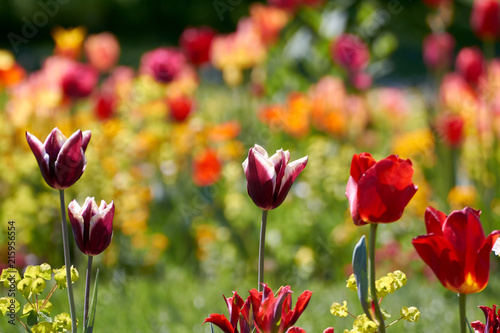 Eine Wiese voller farbenfroher Tulpen und andere Blumen auf der Insel Mainau in Deutschland
