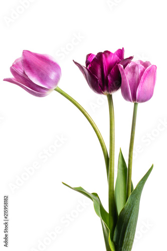 Flower composition with tulips isolated on a white background