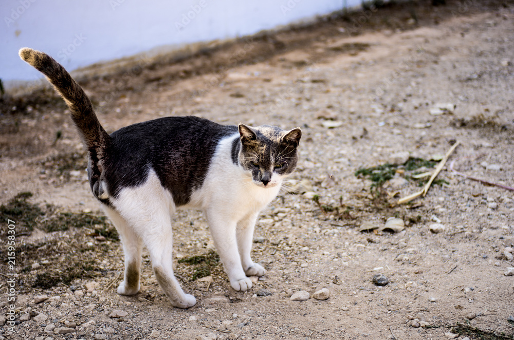 Street cat on the street with a raised tail Street cat on the street with a raised tail