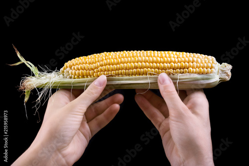 Corn cob in yellow color in girls fingers. Female hand holds corn isolated on black background. Autumn maize harvest idea. Farming and fall crops concept photo