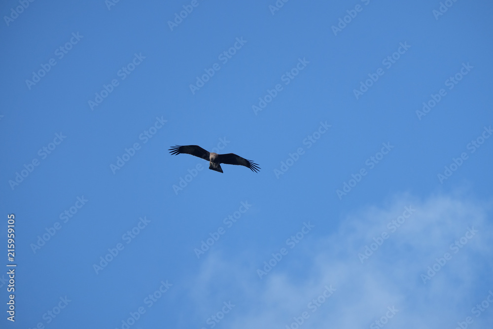 Eagle with clear sky Eagle with clear sky