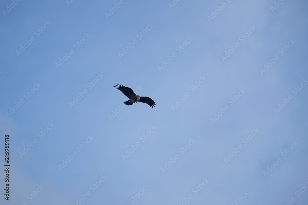 Eagle with clear sky
