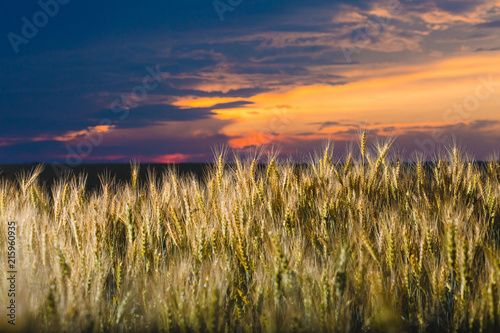 Field of rye and cloudy sky at sunset