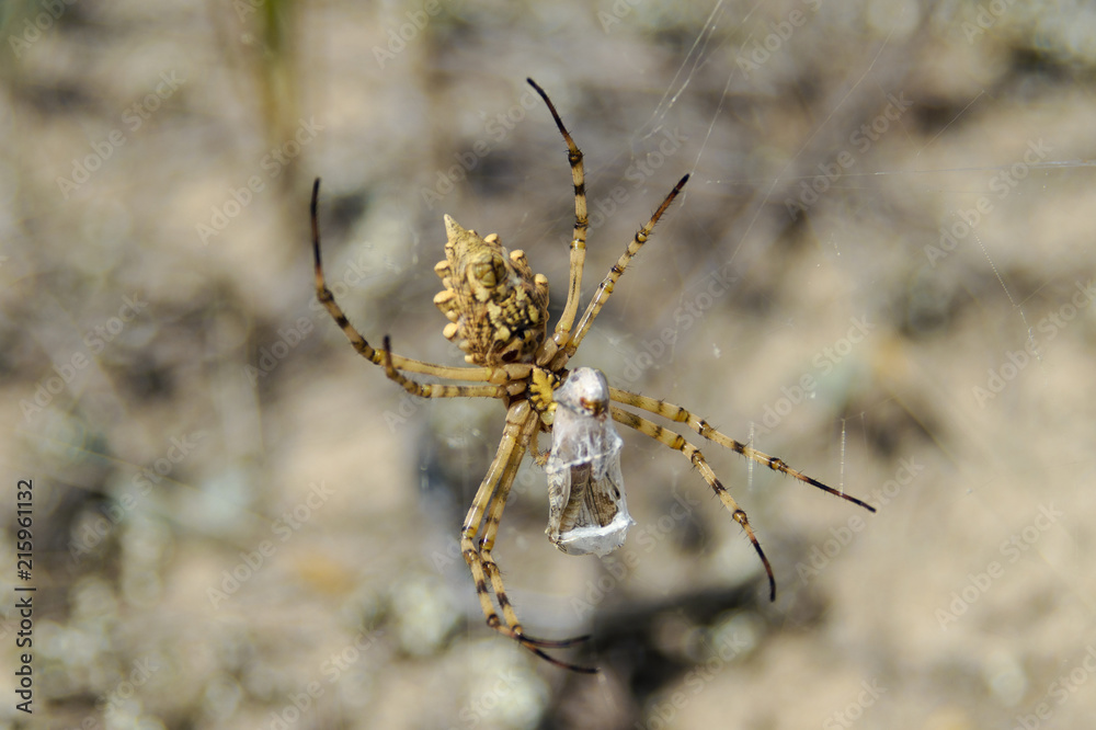 Spider is eating moth on cobweb in nature Spider is eating moth on cobweb in nature