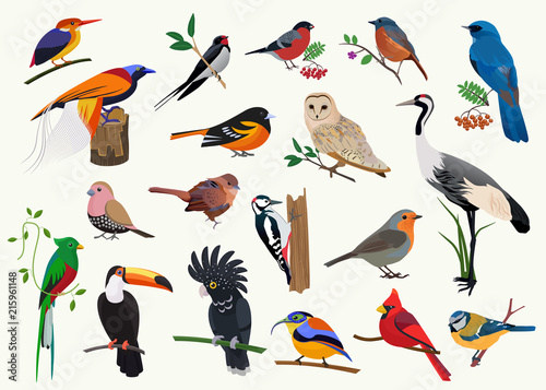 Various cartoon birds collection for any visual design. photo
